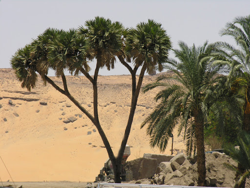 شجر الدوم في أسوان وفوائده الهامة والكثيرة للإنسان - الجامعة الاسبانية ...