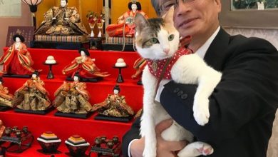 صورة سفير اليابان بالقاهرة: يوم 22 فبراير هو “اليوم الوطنى للقطط”   