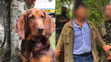 صورة كلبًا ساعد في القبض على الكابو كوينتيرو بالمكسيك أكبر مهرب مخدرات مطلوبًا في الولايات المتحدة