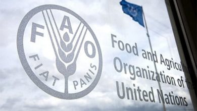 صورة أوكرانيا: منظمة الأغذية والزراعة وكندا تتعاونان لمعالجة العجز في تخزين الحبوب